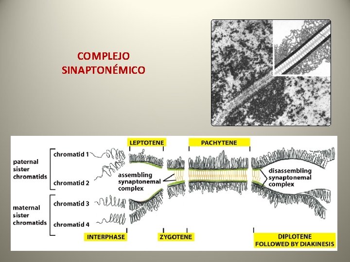 COMPLEJO SINAPTONÉMICO 