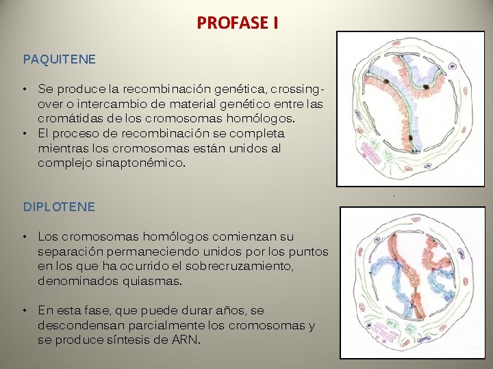 PROFASE I PAQUITENE • Se produce la recombinación genética, crossingover o intercambio de material