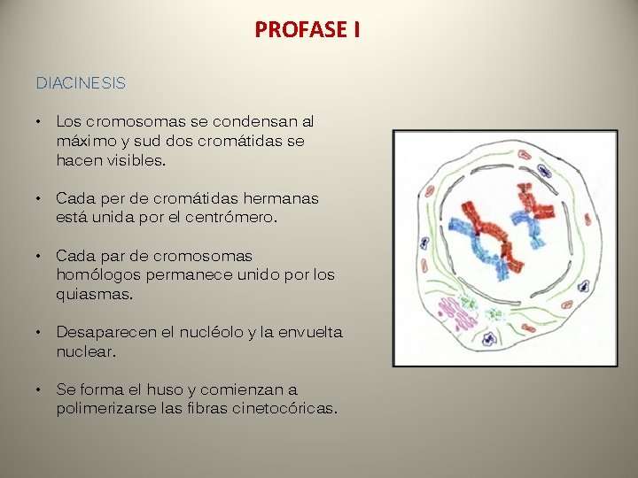 PROFASE I DIACINESIS • Los cromosomas se condensan al máximo y sud dos cromátidas