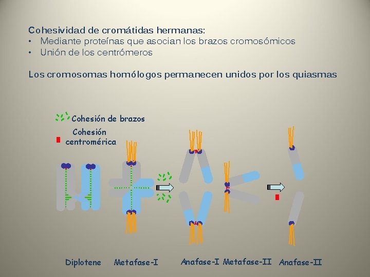 Cohesividad de cromátidas hermanas: • Mediante proteínas que asocian los brazos cromosómicos • Unión