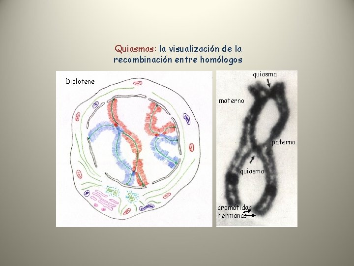 Quiasmas: la visualización de la recombinación entre homólogos quiasma Diplotene materno paterno quiasma cromátidas