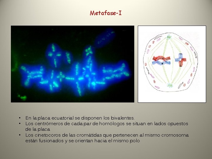 Metafase-I • • • En la placa ecuatorial se disponen los bivalentes. Los centrómeros