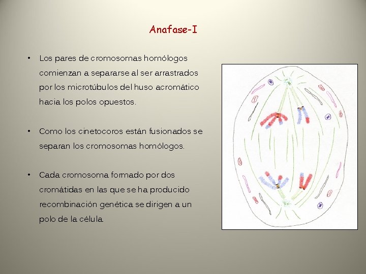Anafase-I • Los pares de cromosomas homólogos comienzan a separarse al ser arrastrados por