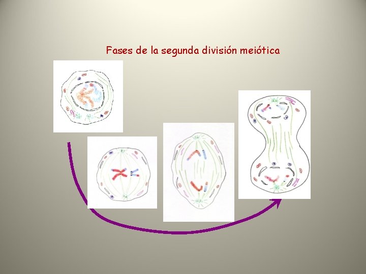 Fases de la segunda división meiótica 