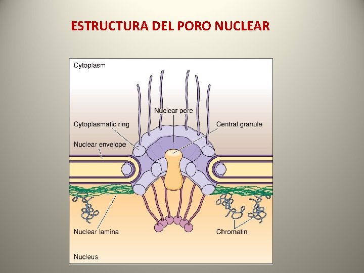 ESTRUCTURA DEL PORO NUCLEAR 