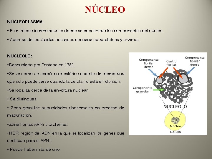 NÚCLEO NUCLEOPLASMA: • Es el medio interno acuoso donde se encuentran los componentes del