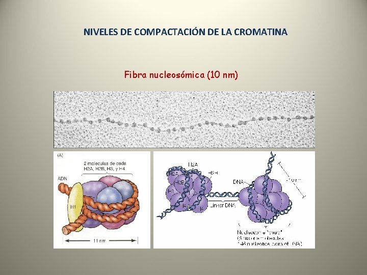 NIVELES DE COMPACTACIÓN DE LA CROMATINA Fibra nucleosómica (10 nm) 