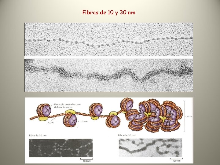 Fibras de 10 y 30 nm 