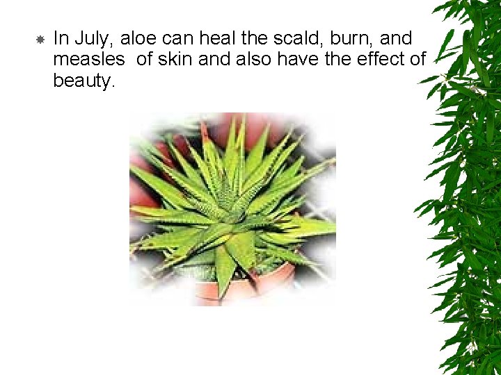  In July, aloe can heal the scald, burn, and measles of skin and