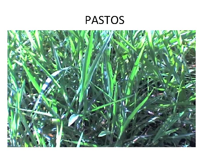PASTOS PASTOS