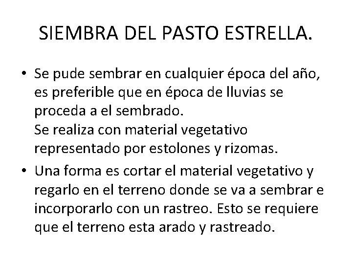SIEMBRA DEL PASTO ESTRELLA. • Se pude sembrar en cualquier época del año, es SIEMBRA DEL PASTO ESTRELLA. • Se pude sembrar en cualquier época del año, es