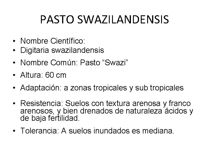 PASTO SWAZILANDENSIS • Nombre Científico: • Digitaria swazilandensis • Nombre Común: Pasto “Swazi” • PASTO SWAZILANDENSIS • Nombre Científico: • Digitaria swazilandensis • Nombre Común: Pasto “Swazi” •