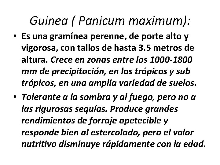 Guinea ( Panicum maximum): • Es una gramínea perenne, de porte alto y vigorosa, Guinea ( Panicum maximum): • Es una gramínea perenne, de porte alto y vigorosa,