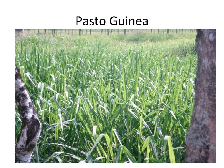 Pasto Guinea Pasto Guinea