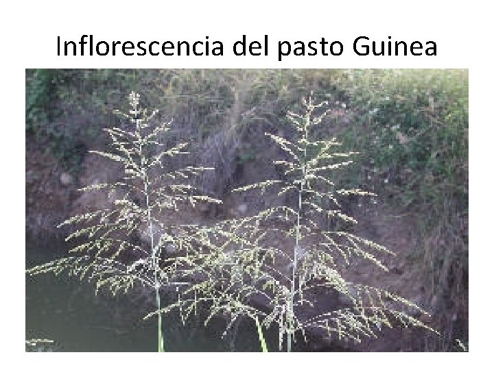Inflorescencia del pasto Guinea Inflorescencia del pasto Guinea