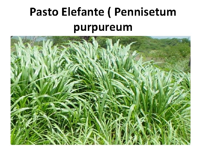 Pasto Elefante ( Pennisetum purpureum Pasto Elefante ( Pennisetum purpureum