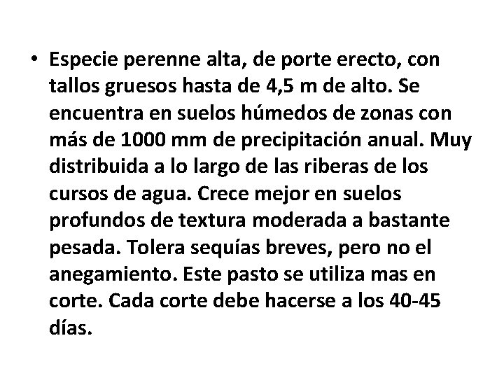 • Especie perenne alta, de porte erecto, con tallos gruesos hasta de 4, • Especie perenne alta, de porte erecto, con tallos gruesos hasta de 4,