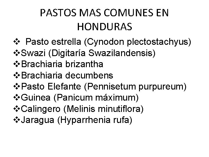 PASTOS MAS COMUNES EN HONDURAS v Pasto estrella (Cynodon plectostachyus) v. Swazi (Digitaría Swazilandensis) PASTOS MAS COMUNES EN HONDURAS v Pasto estrella (Cynodon plectostachyus) v. Swazi (Digitaría Swazilandensis)