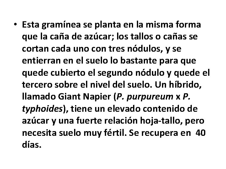 • Esta gramínea se planta en la misma forma que la caña de • Esta gramínea se planta en la misma forma que la caña de
