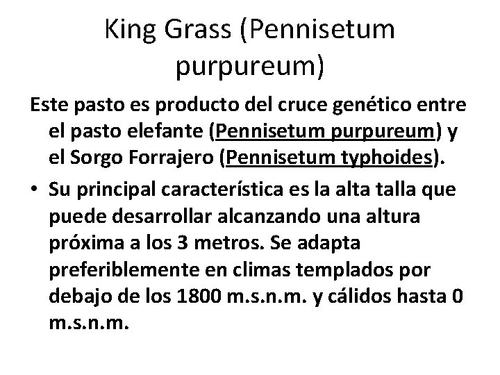 King Grass (Pennisetum purpureum) Este pasto es producto del cruce genético entre el pasto King Grass (Pennisetum purpureum) Este pasto es producto del cruce genético entre el pasto