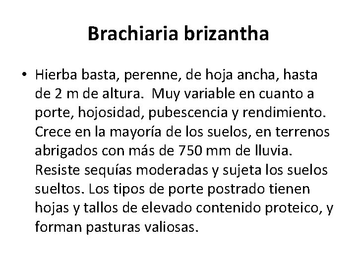 Brachiaria brizantha • Hierba basta, perenne, de hoja ancha, hasta de 2 m de Brachiaria brizantha • Hierba basta, perenne, de hoja ancha, hasta de 2 m de