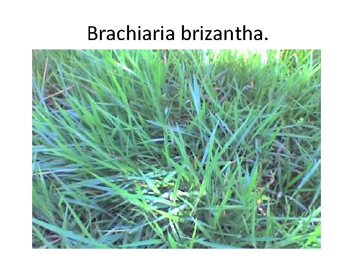 Brachiaria brizantha. Brachiaria brizantha.