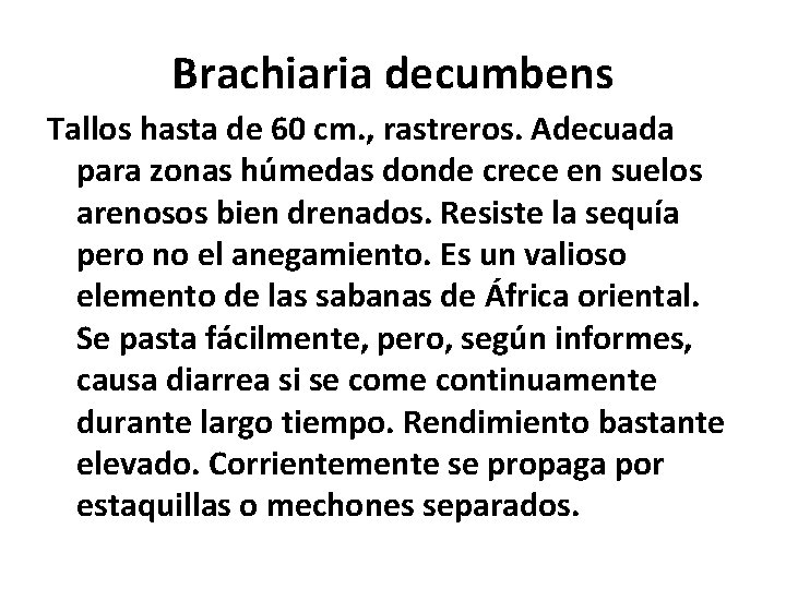 Brachiaria decumbens Tallos hasta de 60 cm. , rastreros. Adecuada para zonas húmedas donde Brachiaria decumbens Tallos hasta de 60 cm. , rastreros. Adecuada para zonas húmedas donde