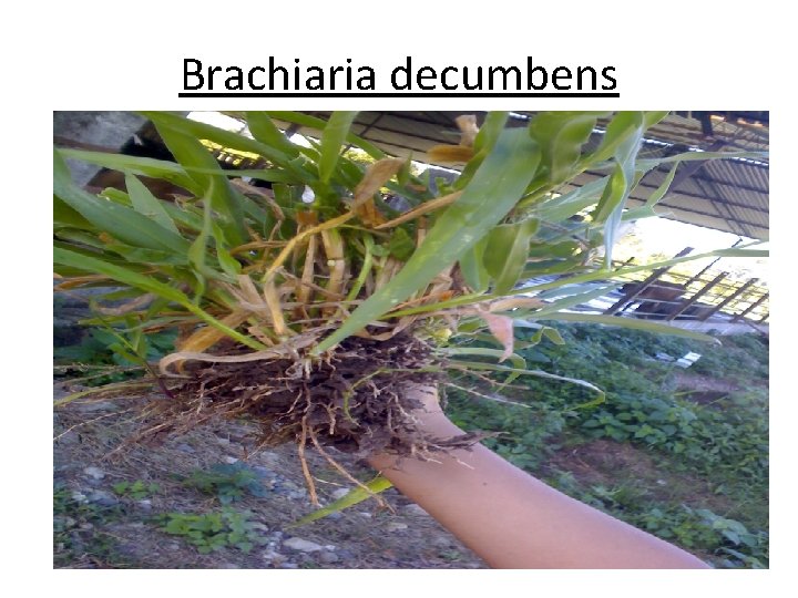 Brachiaria decumbens Brachiaria decumbens