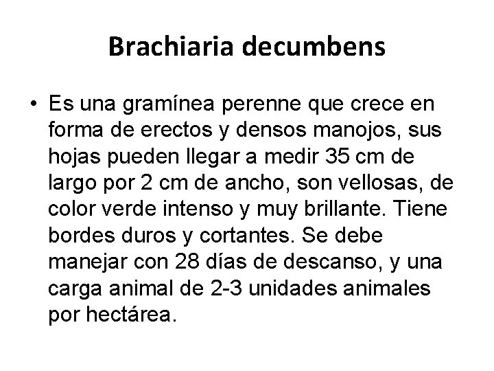 Brachiaria decumbens • Es una gramínea perenne que crece en forma de erectos y Brachiaria decumbens • Es una gramínea perenne que crece en forma de erectos y
