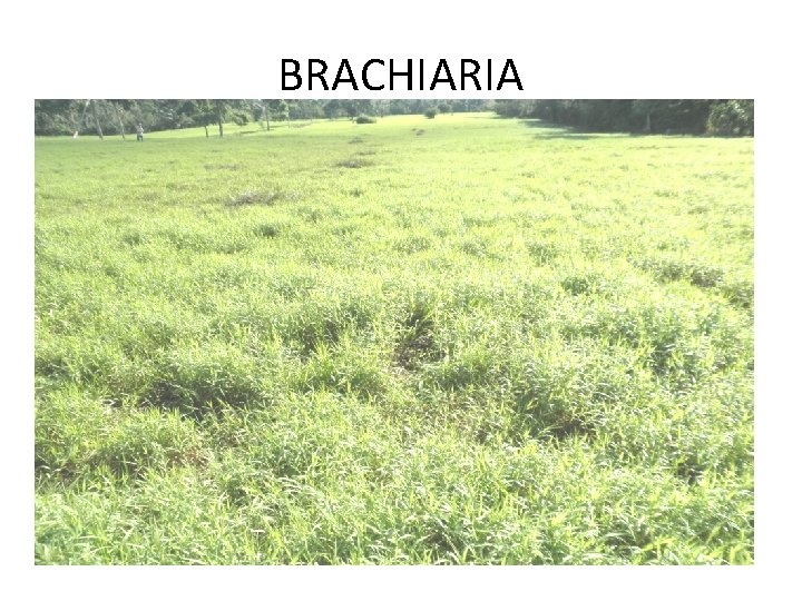 BRACHIARIA BRACHIARIA