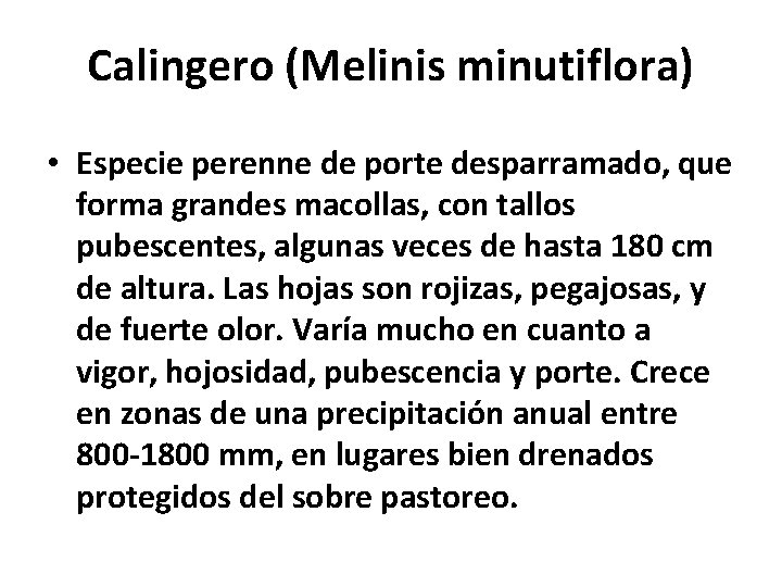 Calingero (Melinis minutiflora) • Especie perenne de porte desparramado, que forma grandes macollas, con Calingero (Melinis minutiflora) • Especie perenne de porte desparramado, que forma grandes macollas, con