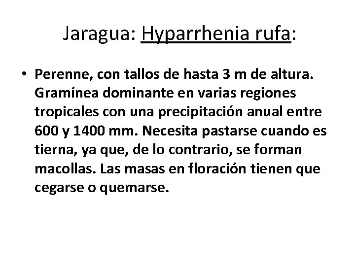 Jaragua: Hyparrhenia rufa: • Perenne, con tallos de hasta 3 m de altura. Jaragua: Hyparrhenia rufa: • Perenne, con tallos de hasta 3 m de altura.