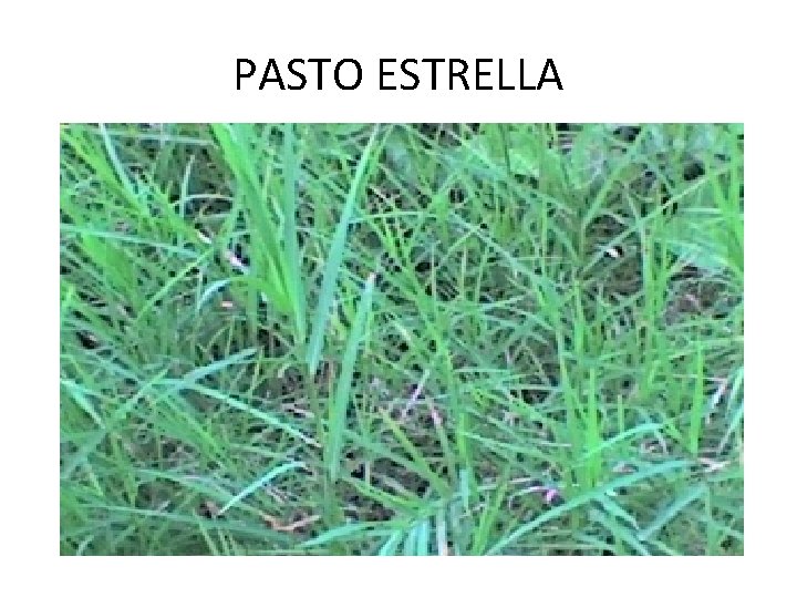 PASTO ESTRELLA PASTO ESTRELLA