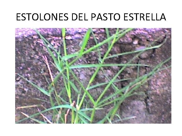 ESTOLONES DEL PASTO ESTRELLA ESTOLONES DEL PASTO ESTRELLA