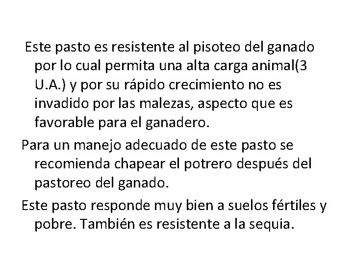 Este pasto es resistente al pisoteo del ganado por lo cual permita una Este pasto es resistente al pisoteo del ganado por lo cual permita una