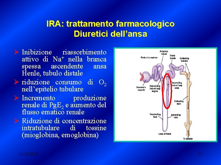 IRA: trattamento farmacologico Diuretici dell’ansa Ø Inibizione riassorbimento attivo di Na+ nella branca spessa IRA: trattamento farmacologico Diuretici dell’ansa Ø Inibizione riassorbimento attivo di Na+ nella branca spessa