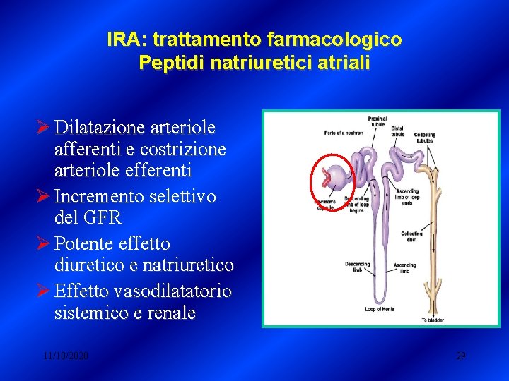 IRA: trattamento farmacologico Peptidi natriuretici atriali Ø Dilatazione arteriole afferenti e costrizione arteriole efferenti IRA: trattamento farmacologico Peptidi natriuretici atriali Ø Dilatazione arteriole afferenti e costrizione arteriole efferenti