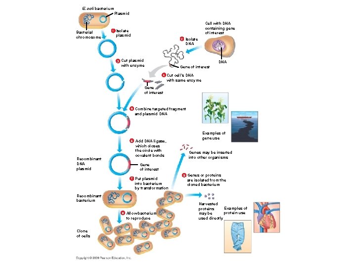 E. coli bacterium Plasmid Bacterial chromosome 1 Cell with DNA containing gene of interest E. coli bacterium Plasmid Bacterial chromosome 1 Cell with DNA containing gene of interest