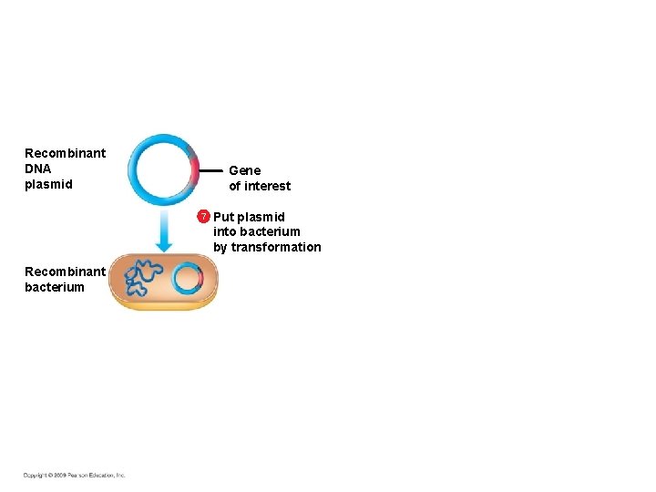 Recombinant DNA plasmid Gene of interest 7 Recombinant bacterium Put plasmid into bacterium by Recombinant DNA plasmid Gene of interest 7 Recombinant bacterium Put plasmid into bacterium by