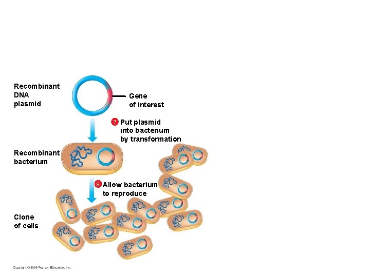 Recombinant DNA plasmid Gene of interest 7 Put plasmid into bacterium by transformation Recombinant Recombinant DNA plasmid Gene of interest 7 Put plasmid into bacterium by transformation Recombinant