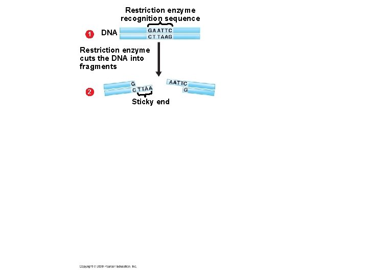Restriction enzyme recognition sequence 1 DNA Restriction enzyme cuts the DNA into fragments 2 Restriction enzyme recognition sequence 1 DNA Restriction enzyme cuts the DNA into fragments 2