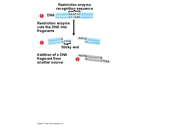 Restriction enzyme recognition sequence 1 DNA Restriction enzyme cuts the DNA into fragments 2 Restriction enzyme recognition sequence 1 DNA Restriction enzyme cuts the DNA into fragments 2