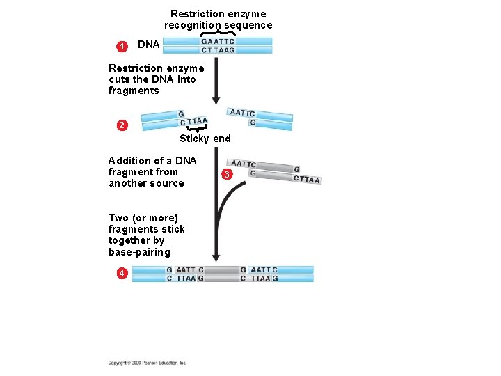 Restriction enzyme recognition sequence 1 DNA Restriction enzyme cuts the DNA into fragments 2 Restriction enzyme recognition sequence 1 DNA Restriction enzyme cuts the DNA into fragments 2