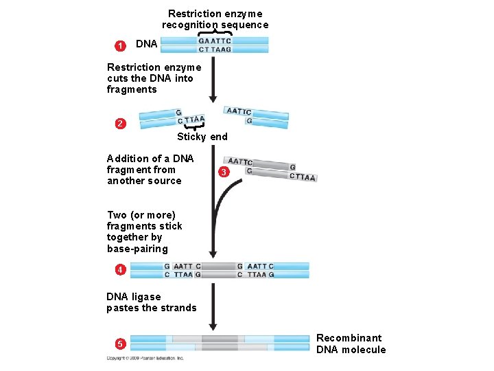 Restriction enzyme recognition sequence 1 DNA Restriction enzyme cuts the DNA into fragments 2 Restriction enzyme recognition sequence 1 DNA Restriction enzyme cuts the DNA into fragments 2