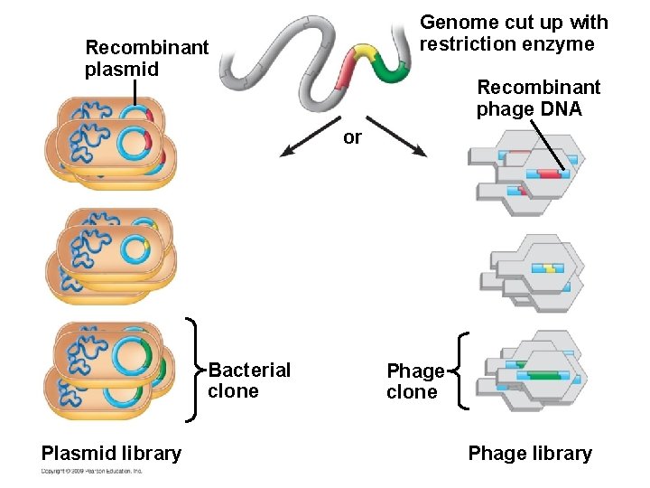 Genome cut up with restriction enzyme Recombinant plasmid Recombinant phage DNA or Bacterial clone Genome cut up with restriction enzyme Recombinant plasmid Recombinant phage DNA or Bacterial clone