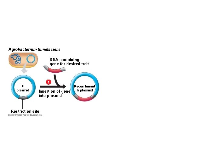 Agrobacterium tumefaciens DNA containing gene for desired trait 1 Ti plasmid Insertion of gene Agrobacterium tumefaciens DNA containing gene for desired trait 1 Ti plasmid Insertion of gene