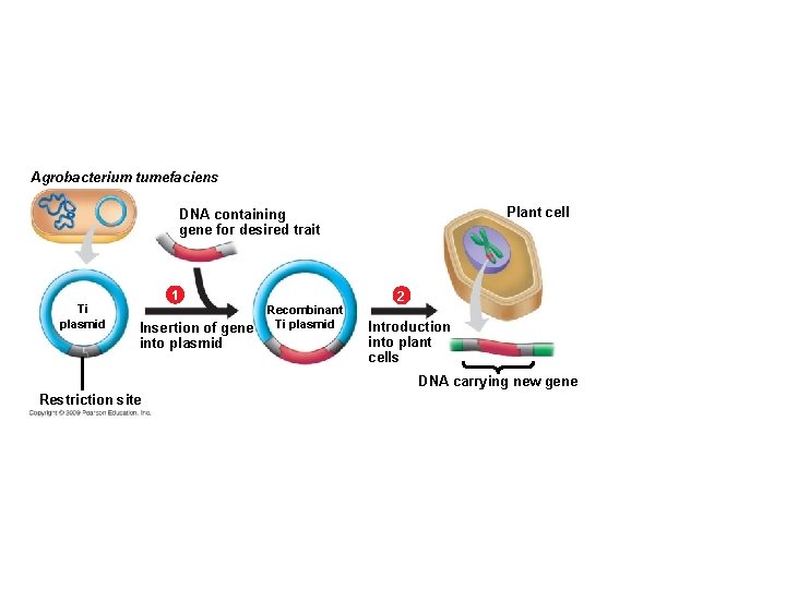 Agrobacterium tumefaciens Plant cell DNA containing gene for desired trait 1 Ti plasmid Insertion Agrobacterium tumefaciens Plant cell DNA containing gene for desired trait 1 Ti plasmid Insertion