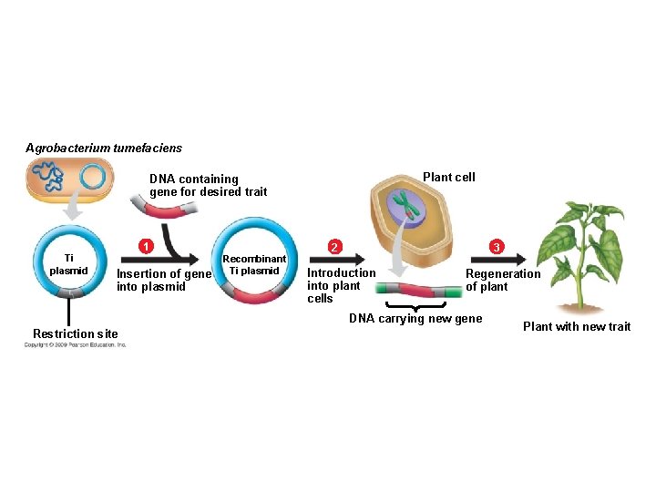 Agrobacterium tumefaciens Plant cell DNA containing gene for desired trait 1 Ti plasmid Insertion Agrobacterium tumefaciens Plant cell DNA containing gene for desired trait 1 Ti plasmid Insertion