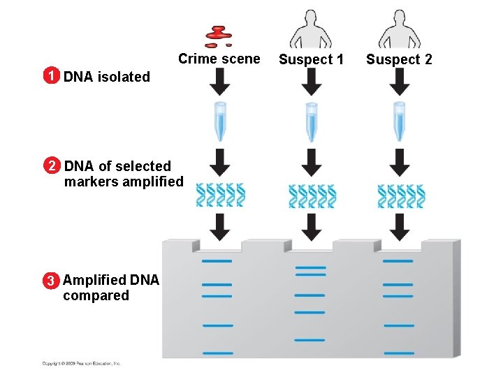 Crime scene 1 DNA isolated 2 DNA of selected markers amplified 3 Amplified DNA Crime scene 1 DNA isolated 2 DNA of selected markers amplified 3 Amplified DNA