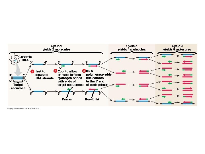 Cycle 1 yields 2 molecules Genomic DNA 3 1 3 5 3 Target sequence Cycle 1 yields 2 molecules Genomic DNA 3 1 3 5 3 Target sequence